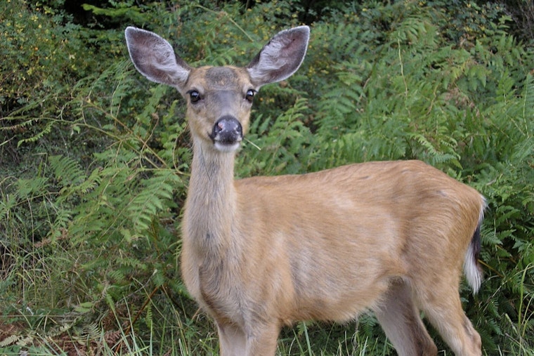 Washington State Expands Wildlife Salvage Regulations, Permits Deer Collection in Southwest Counties