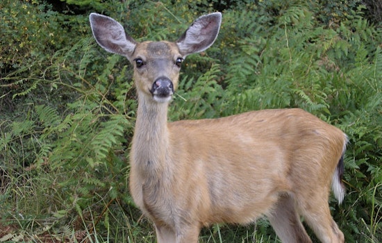 Washington State Expands Wildlife Salvage Regulations, Permits Deer Collection in Southwest Counties