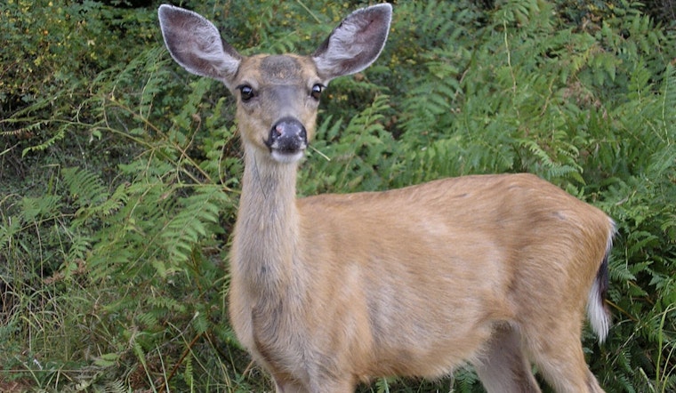 Washington State Expands Wildlife Salvage Regulations, Permits Deer Collection in Southwest Counties