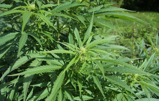 Washington State Patrol Uncovers Illegal Cannabis Grow Ops with Hazardous Imported Pesticides in Bonney Lake and Orting