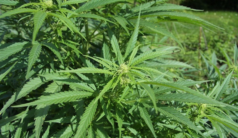 Washington State Patrol Uncovers Illegal Cannabis Grow Ops with Hazardous Imported Pesticides in Bonney Lake and Orting