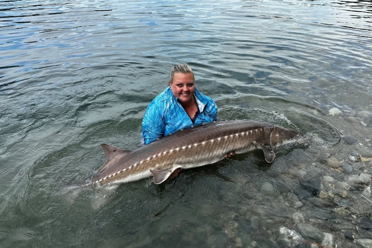WDFW to Discuss Revised Harvesting Guidelines for Lake Roosevelt White Sturgeon in Upcoming Virtual Meeting