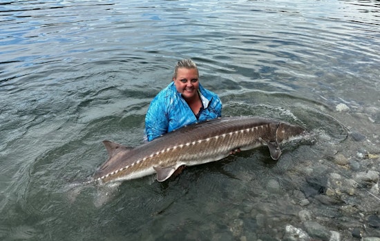 WDFW to Discuss Revised Harvesting Guidelines for Lake Roosevelt White Sturgeon in Upcoming Virtual Meeting