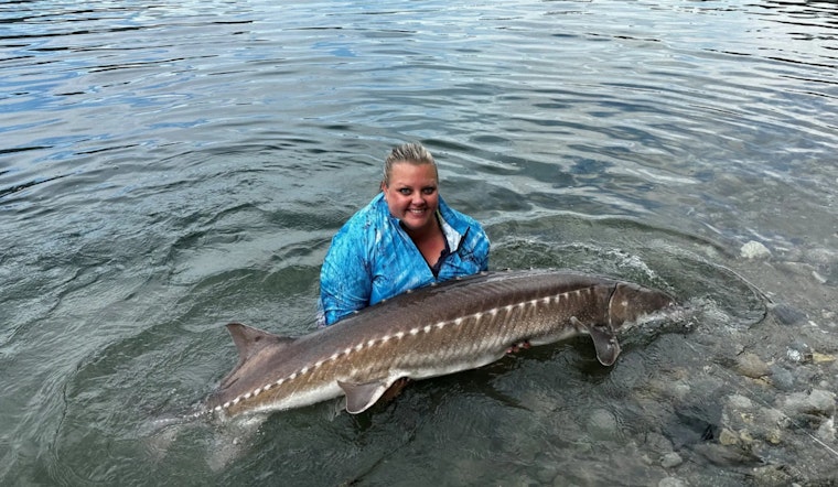 WDFW to Discuss Revised Harvesting Guidelines for Lake Roosevelt White Sturgeon in Upcoming Virtual Meeting