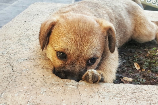 West Valley Residents Concerned as Dog Abandonment Cases Soar, Prompting Community and Police Action