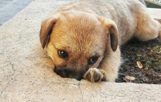 West Valley Residents Concerned as Dog Abandonment Cases Soar, Prompting Community and Police Action