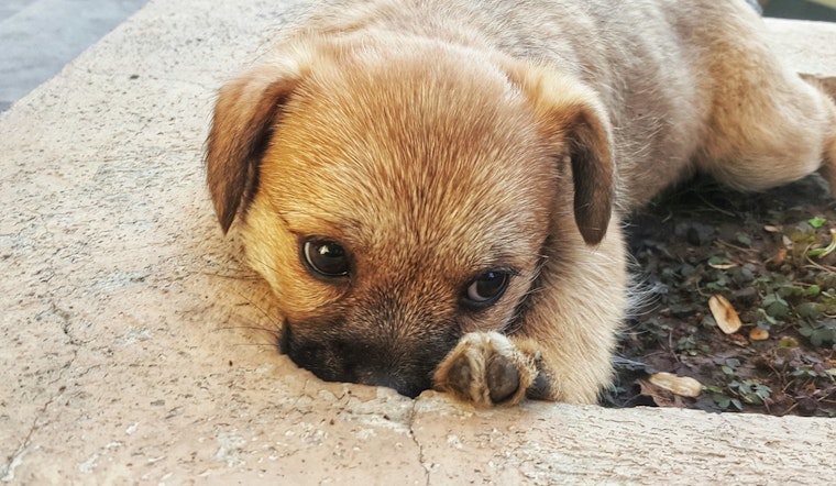 West Valley Residents Concerned as Dog Abandonment Cases Soar, Prompting Community and Police Action