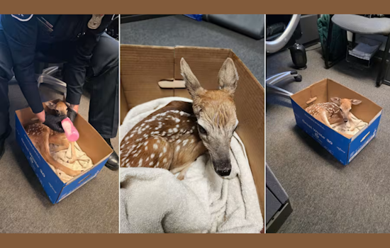 White Lake Township Officer Turns Wildlife Savior After Delivering Fawn Post-Collision in Oakland County