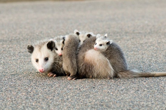 Wisconsin DNR Advises Outdoor Enthusiasts to Keep Wildlife Wild During Spring and Summer Encounters