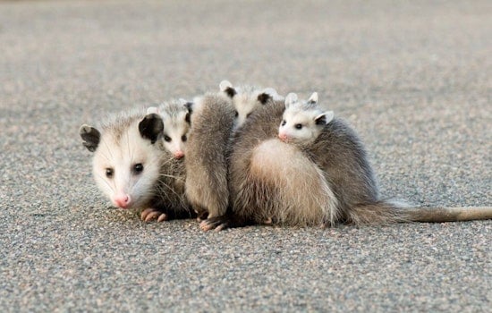 Wisconsin DNR Advises Outdoor Enthusiasts to Keep Wildlife Wild During Spring and Summer Encounters