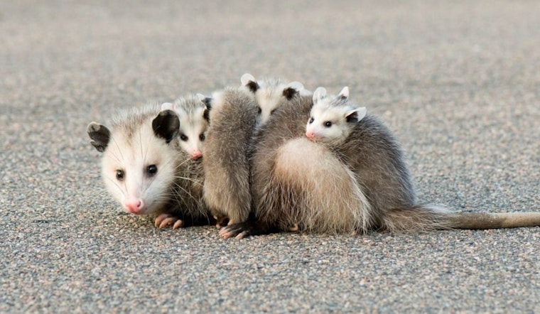 Wisconsin DNR Advises Outdoor Enthusiasts to Keep Wildlife Wild During Spring and Summer Encounters