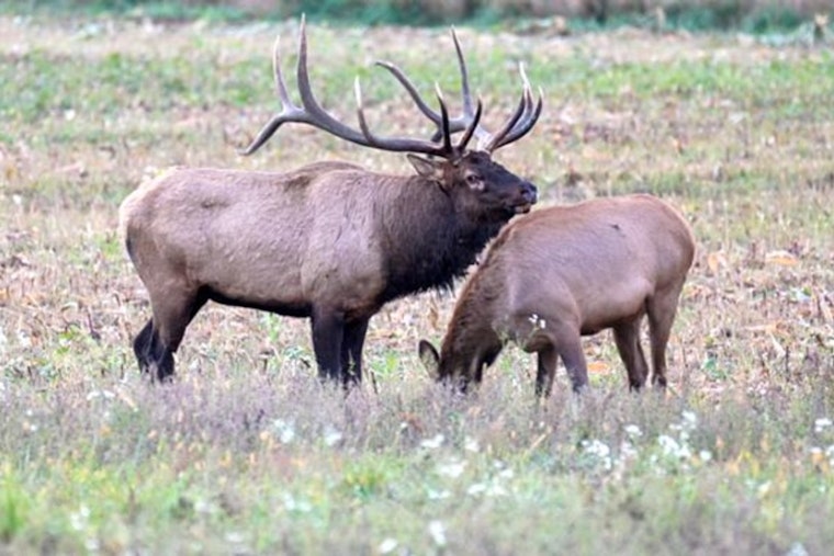 Wisconsin DNR Announces May 31 Deadline for 2025 Elk Hunting Season Applications