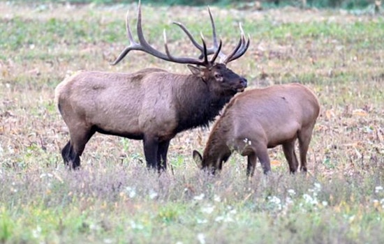 Wisconsin DNR Announces May 31 Deadline for 2025 Elk Hunting Season Applications