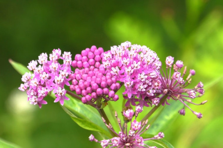 Wisconsin DNR Champions Milkweed to Rescue Monarch Butterflies Amid Environmental Threats