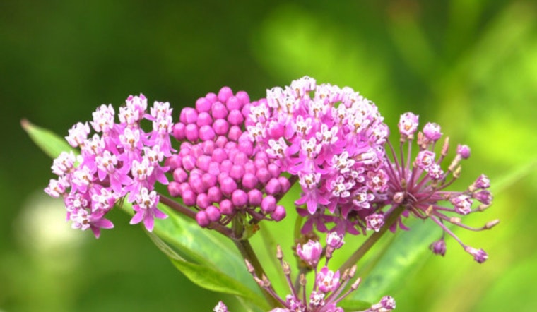 Wisconsin DNR Champions Milkweed to Rescue Monarch Butterflies Amid Environmental Threats