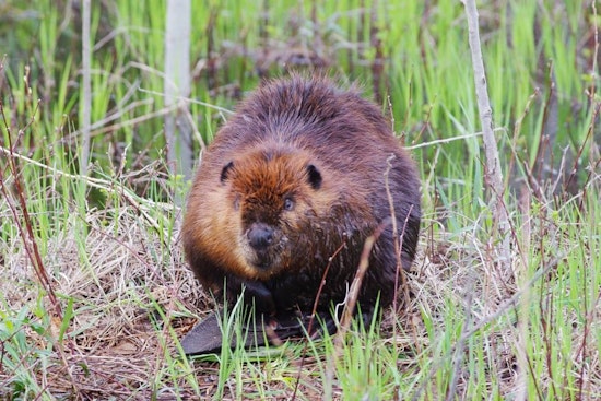 Wisconsin DNR Seeks Experts and Stakeholders for Beaver Management Plan Committee