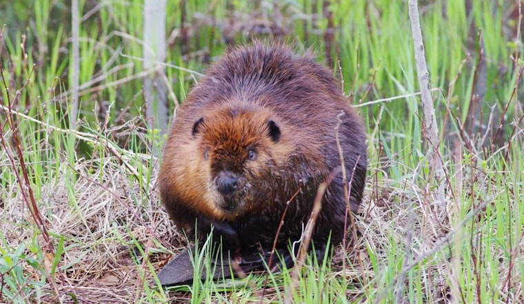 Wisconsin DNR Seeks Experts and Stakeholders for Beaver Management Plan Committee