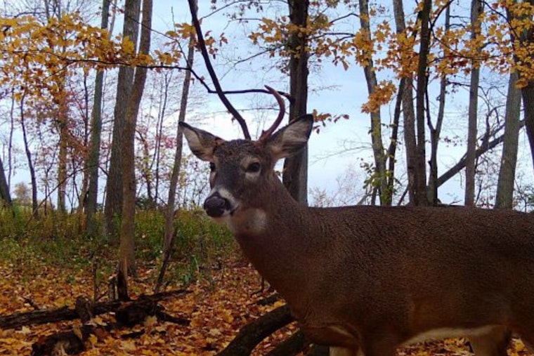 Wisconsin DNR Seeks Landowners for 2025 Gun Deer Hunt For Hunters With Disabilities Event
