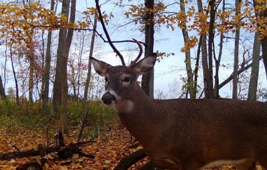 Wisconsin DNR Seeks Landowners for 2025 Gun Deer Hunt For Hunters With Disabilities Event