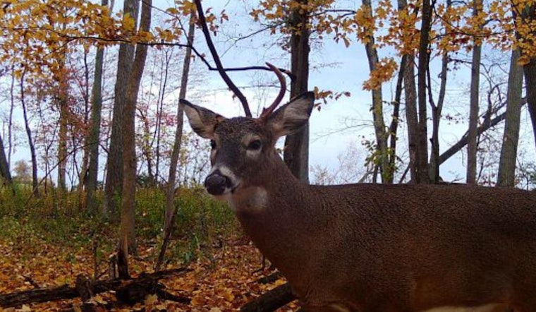 Wisconsin DNR Seeks Landowners for 2025 Gun Deer Hunt For Hunters With Disabilities Event