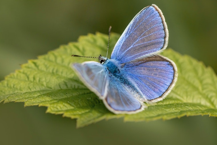 Wisconsin DNR Seeks Volunteers to Monitor Endangered Karner Blue Butterfly