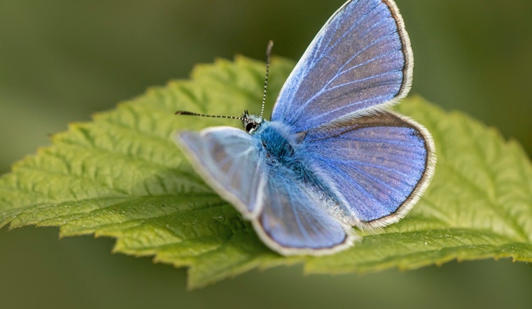 Wisconsin DNR Seeks Volunteers to Monitor Endangered Karner Blue Butterfly