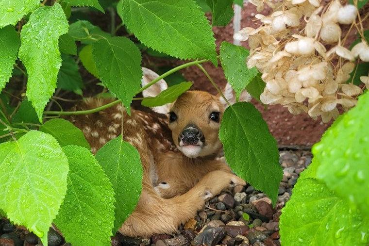 Wisconsin DNR Urges Public to Respect Wildlife by Giving Fawns Space During Spring Season