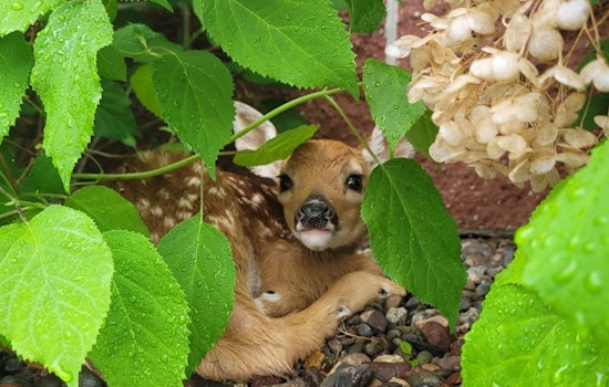 Wisconsin DNR Urges Public to Respect Wildlife by Giving Fawns Space During Spring Season