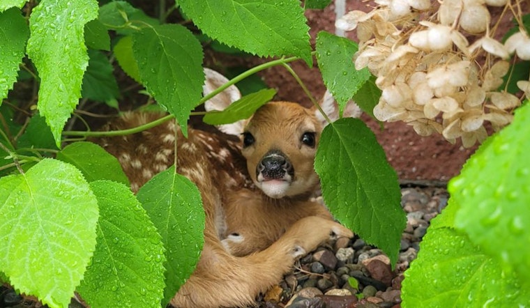 Wisconsin DNR Urges Public to Respect Wildlife by Giving Fawns Space During Spring Season