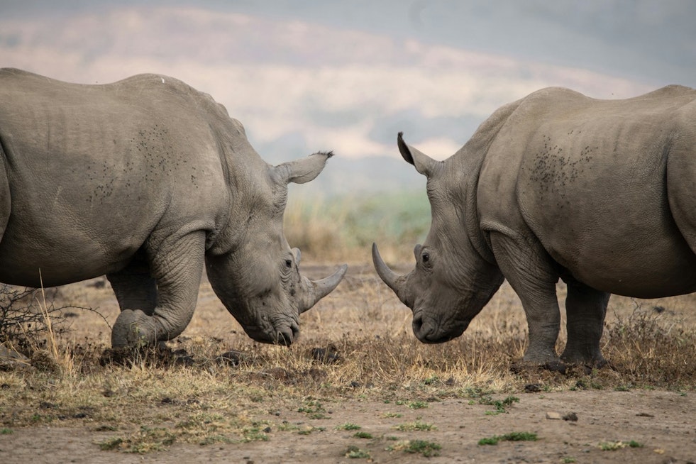 Zoo Knoxville to Unveil New Rhino Reserve with Southern White Rhinos Mylo and Ranger Over Memorial Day Weekend