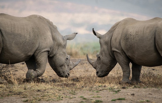 Zoo Knoxville to Unveil New Rhino Reserve with Southern White Rhinos Mylo and Ranger Over Memorial Day Weekend