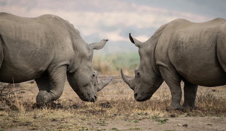 Zoo Knoxville to Unveil New Rhino Reserve with Southern White Rhinos Mylo and Ranger Over Memorial Day Weekend