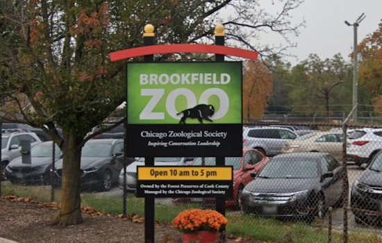 Zoo Miami's Beloved Gorillas Shango and Barney Cleared for Move to Chicago's Brookfield Zoo