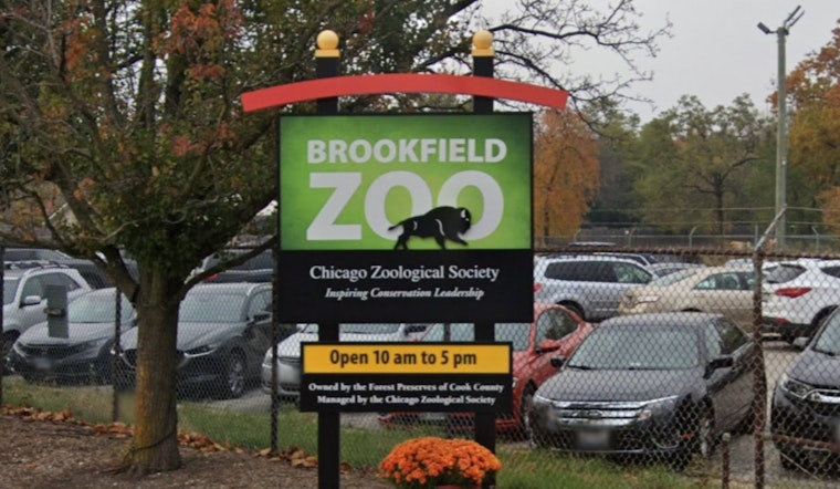 Zoo Miami's Beloved Gorillas Shango and Barney Cleared for Move to Chicago's Brookfield Zoo