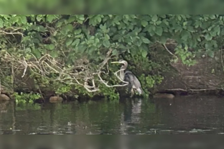 Oakland County Search & Rescue Team Saves Great Blue Heron from Fishing Line Entanglement on Lake Louise
