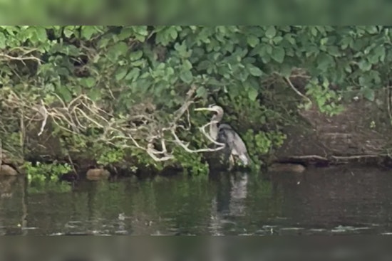 Oakland County Search & Rescue Team Saves Great Blue Heron from Fishing Line Entanglement on Lake Louise