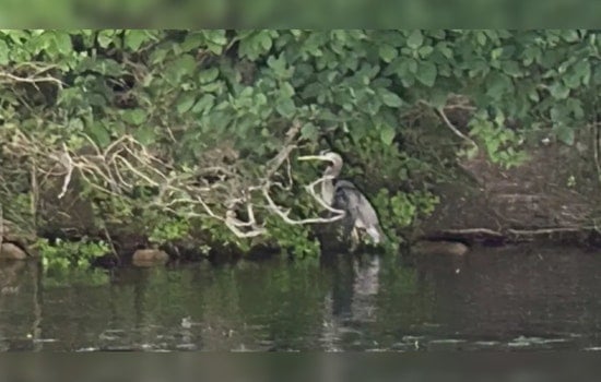 Oakland County Search & Rescue Team Saves Great Blue Heron from Fishing Line Entanglement on Lake Louise