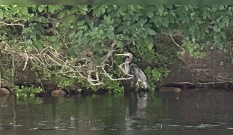 Oakland County Search & Rescue Team Saves Great Blue Heron from Fishing Line Entanglement on Lake Louise
