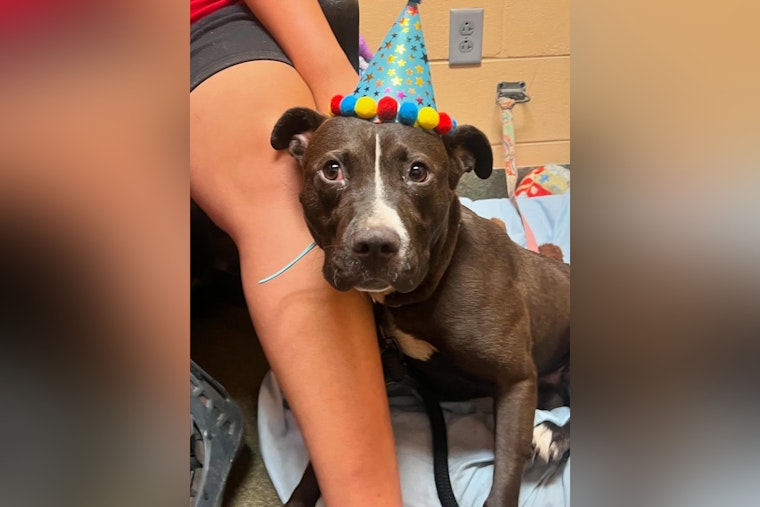 Abandoned Pup Woody With Big Ears and Boundless Energy Seeks Loving Home in Jacksonville