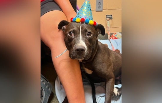 Abandoned Pup Woody With Big Ears and Boundless Energy Seeks Loving Home in Jacksonville