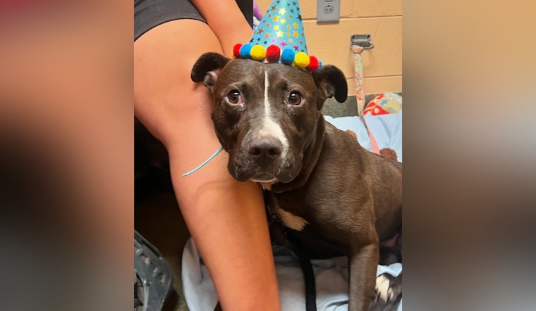 Abandoned Pup Woody With Big Ears and Boundless Energy Seeks Loving Home in Jacksonville