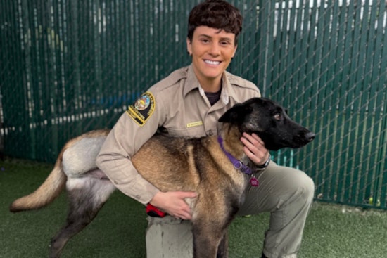 Abused Belgian Malinois Dog Rescued and Rehabilitated by San Diego County Animal Services