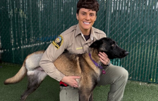 Abused Belgian Malinois Dog Rescued and Rehabilitated by San Diego County Animal Services