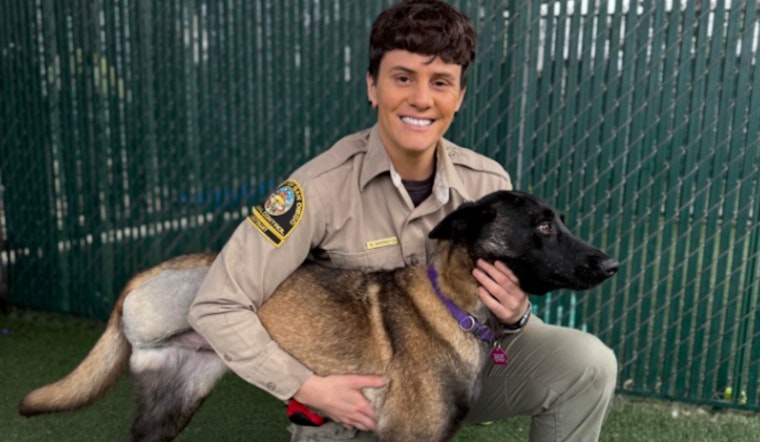 Abused Belgian Malinois Dog Rescued and Rehabilitated by San Diego County Animal Services