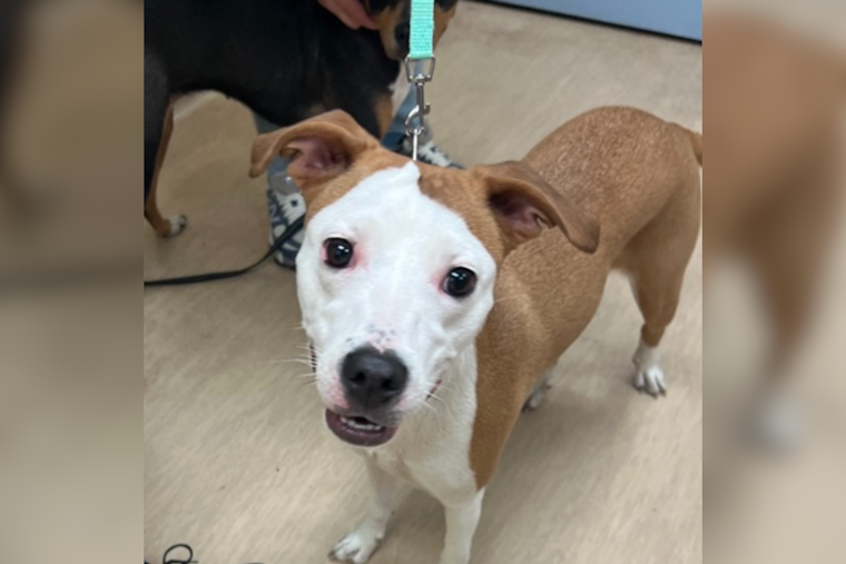 Allegheny County Jail and Animal Friends Partner to Launch TAILS Program for Inmate Rehabilitation and Canine Adoption