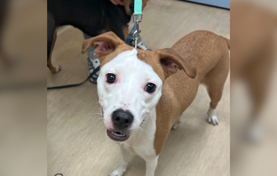 Allegheny County Jail and Animal Friends Partner to Launch TAILS Program for Inmate Rehabilitation and Canine Adoption
