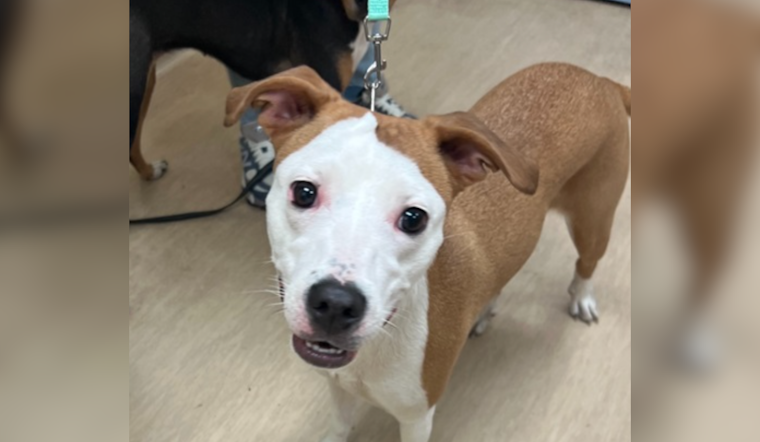 Allegheny County Jail and Animal Friends Partner to Launch TAILS Program for Inmate Rehabilitation and Canine Adoption