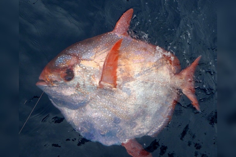 Anglers Reel in Seldom-Seen Opah Fish off Fort Lauderdale Coast, Stirring Marine Curiosity