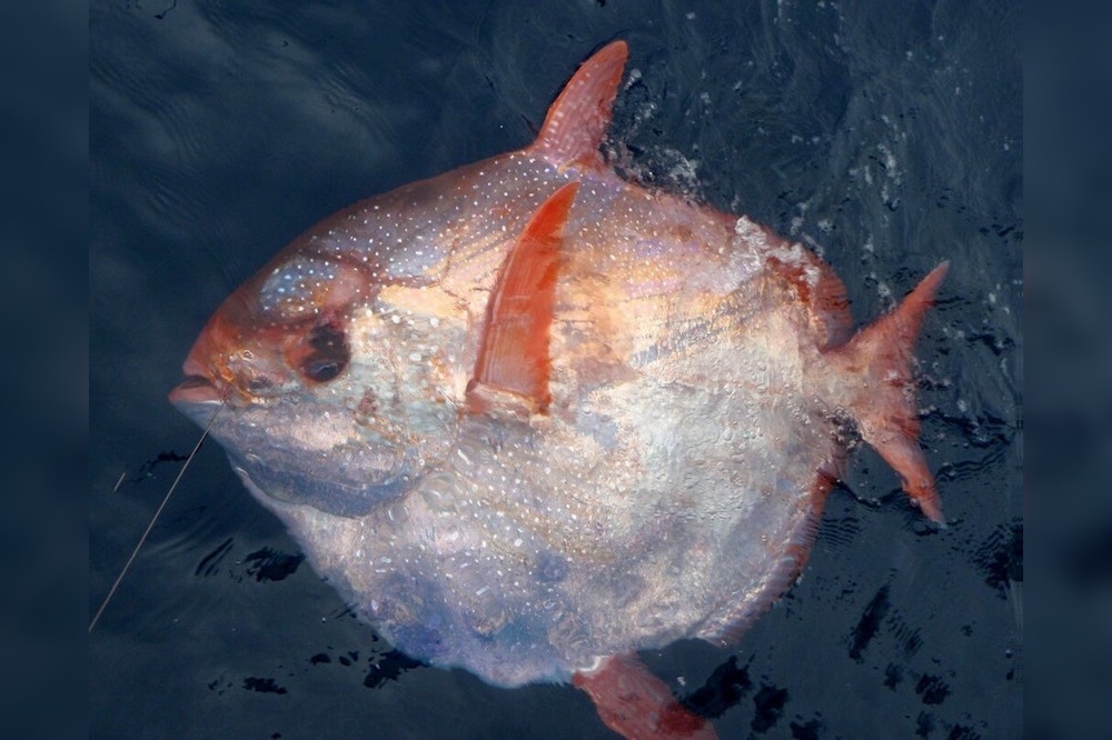 Anglers Reel in Seldom-Seen Opah Fish off Fort Lauderdale Coast, Stirring Marine Curiosity