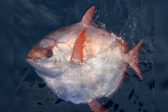 Anglers Reel in Seldom-Seen Opah Fish off Fort Lauderdale Coast, Stirring Marine Curiosity